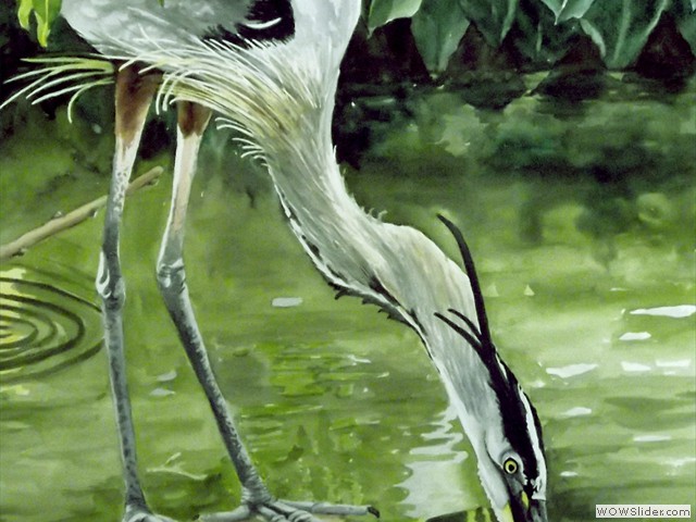 Blue Heron