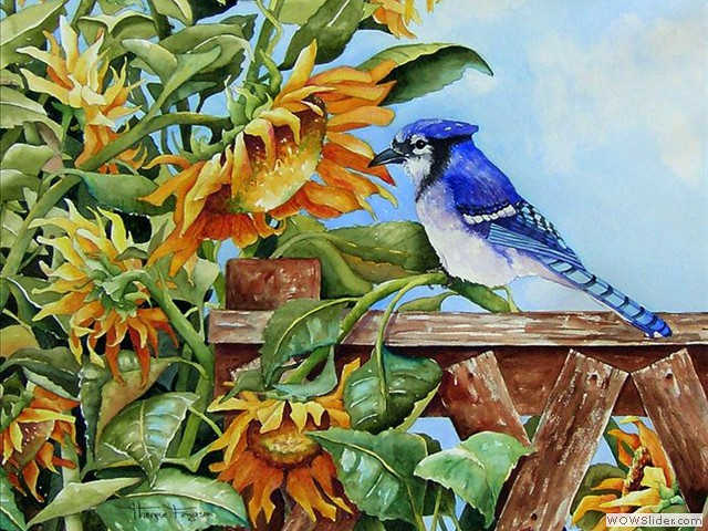 Blue Jay