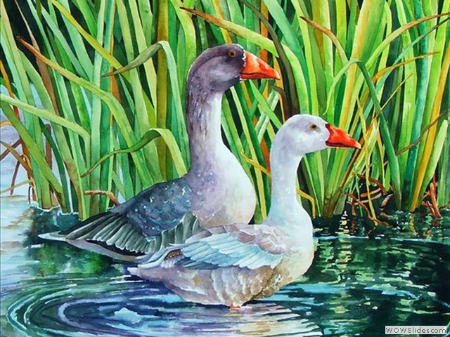 Ducks