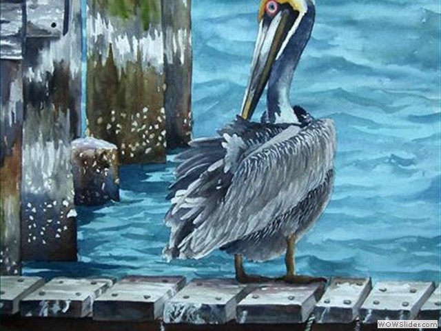 Lone Pelican