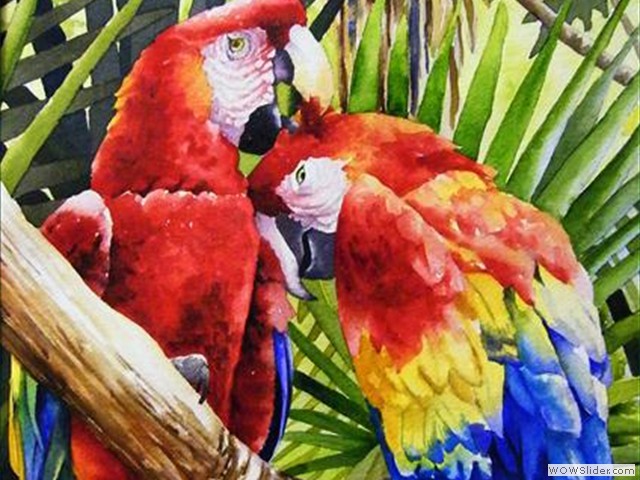Scarelt Maccaws