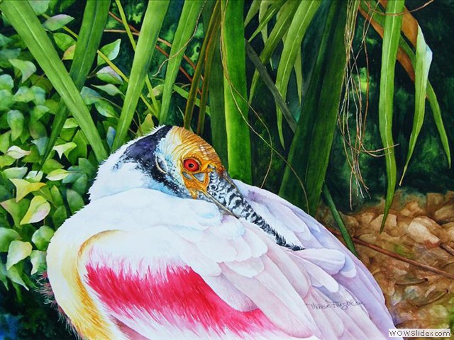 Spoonbill
