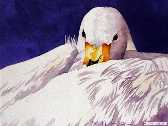 White Goose