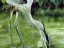 Blue Heron