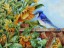 Blue Jay
