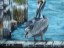 Lone Pelican
