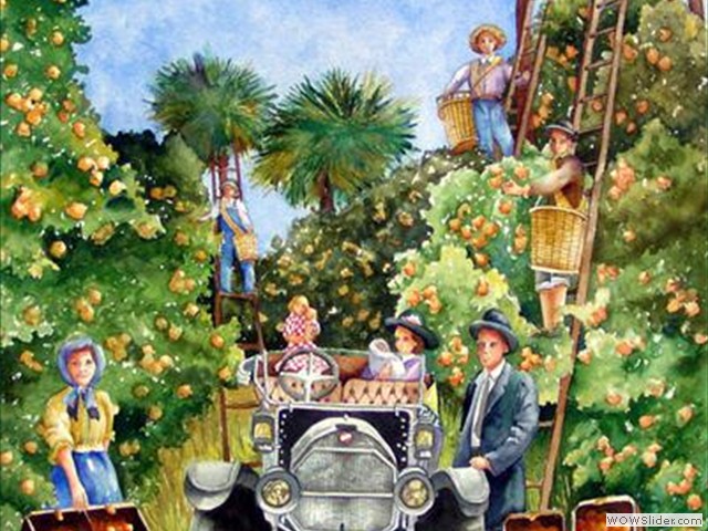 Mims Orange Grove